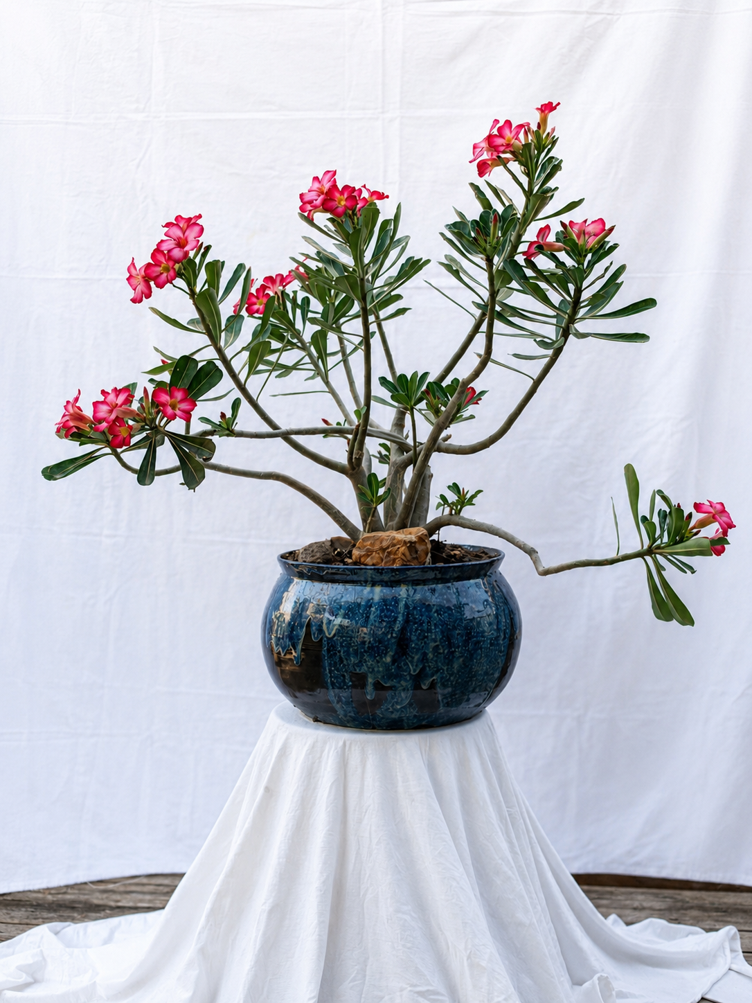 Blue glazed planter with queen if the desert plant