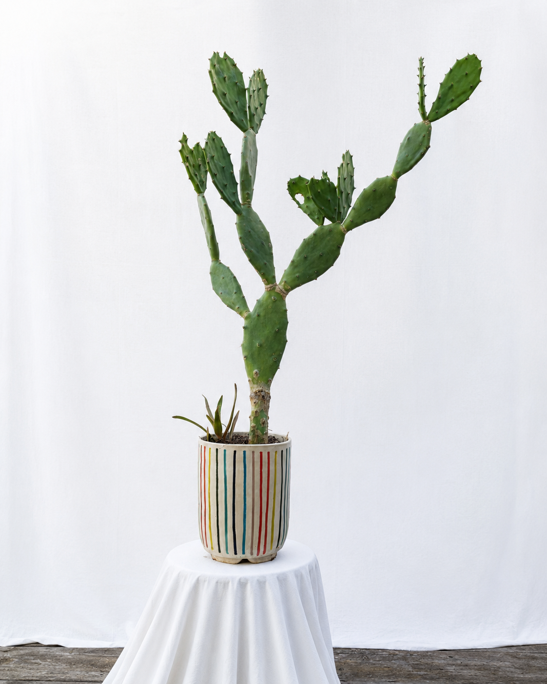 Stripes colorful planter with cactus