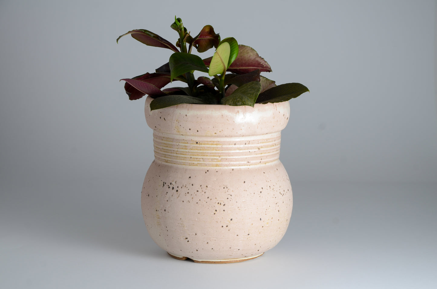 Pink spotted screw planter
