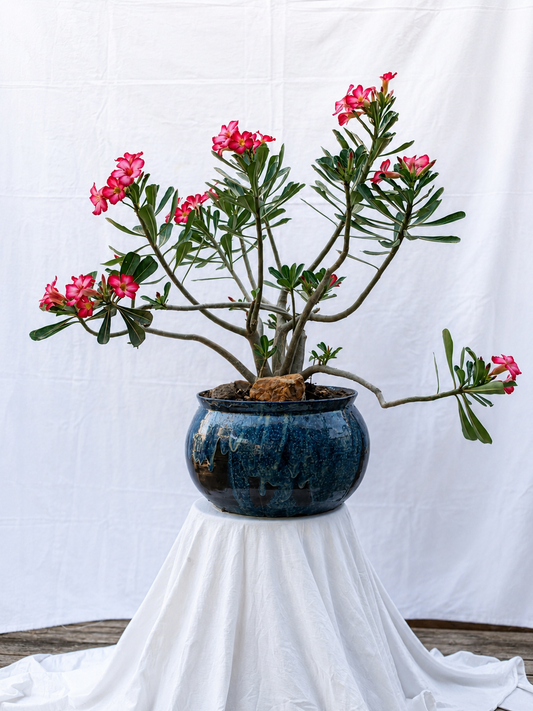 Blue glazed planter with queen if the desert plant