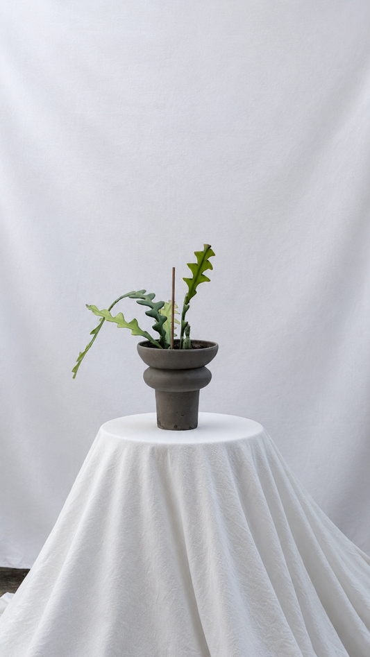 Recycle small planter with cactus
