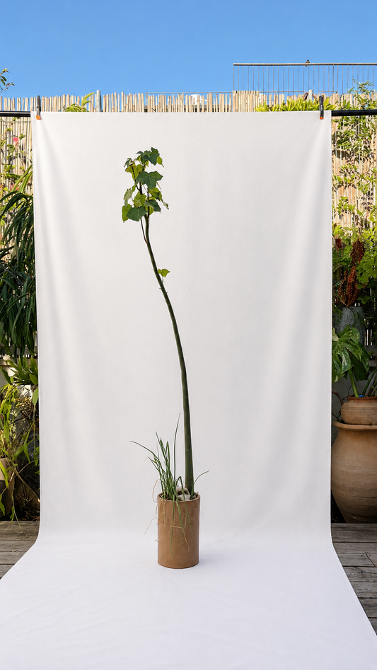 Bosai in a round planter