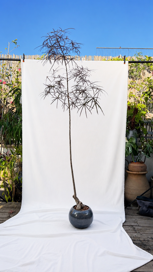 Round planter with special bonsai tree