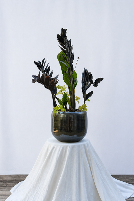Black planter with black ziti plant