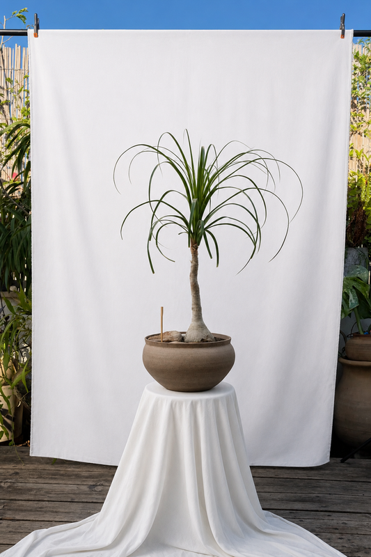 Pony tail palm tree in big planter