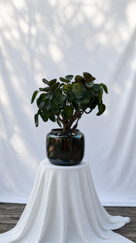 Black Tree in a black planter