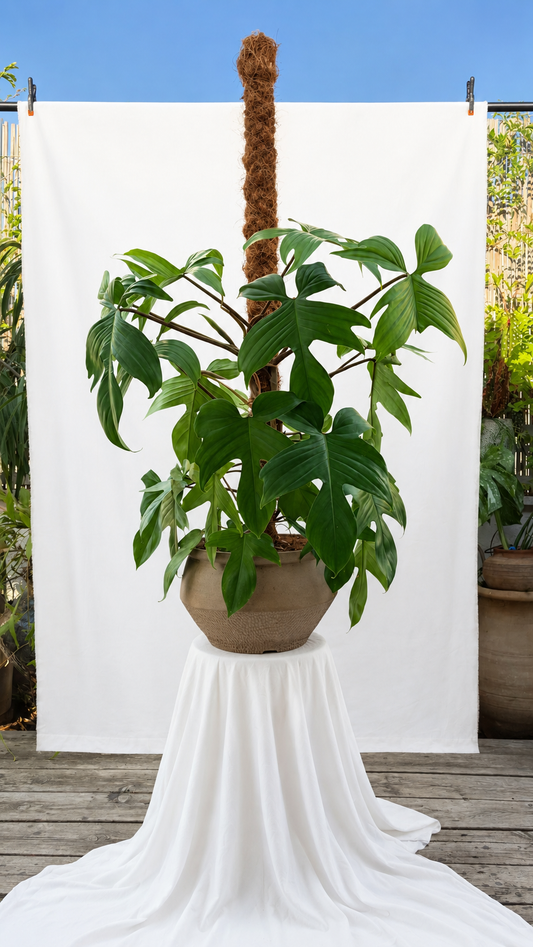 Huge tree in a angles shapes planter