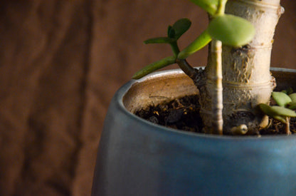 Blue pinkish planter